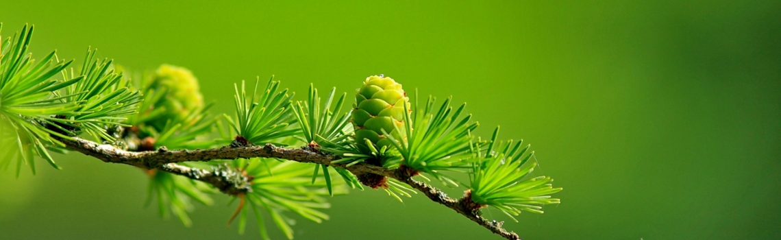 Indexatie gepensioneerden en gewezen deelnemers